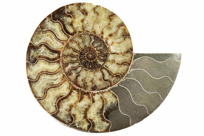 Cut & Polished, Agatized Ammonite Fossil (Half) - Madagascar #191589